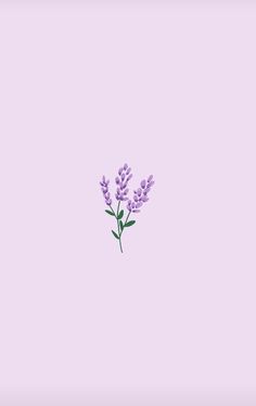 wallpaper-violetflower.jpeg