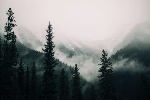 tall-trees-forest-mountains-covered-with-fog-1c8d730f44d84b67a.jpeg