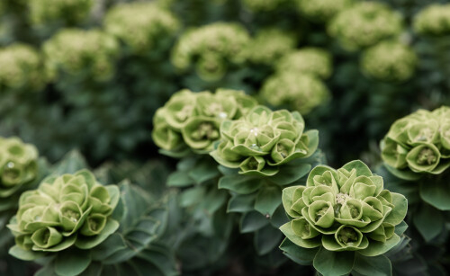 rosetta-stonecrop-sedum-rosetta-closeup-photo-its-small-green-leaves50d80a5adbb5d0e1.jpg